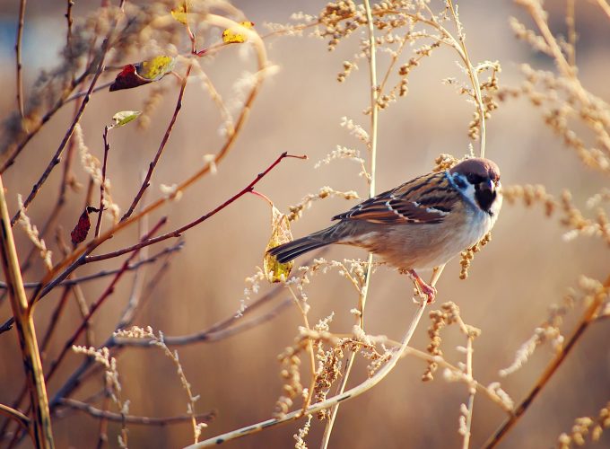 Wallpaper Sparrow, tree, blur, Animals 855241063